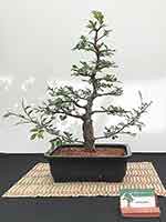 Chinese Elm